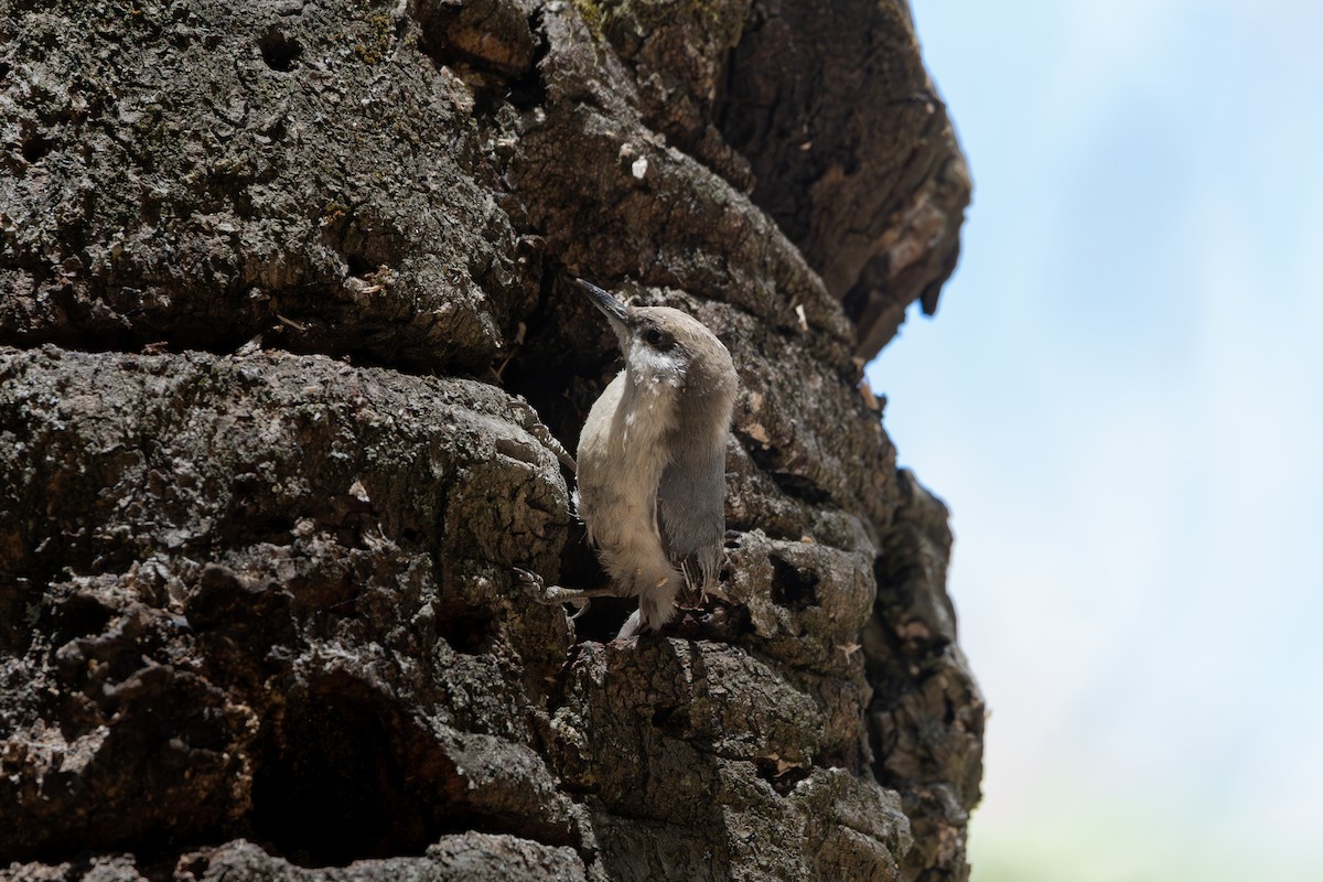 Pygmy Nuthatch - ML651741144