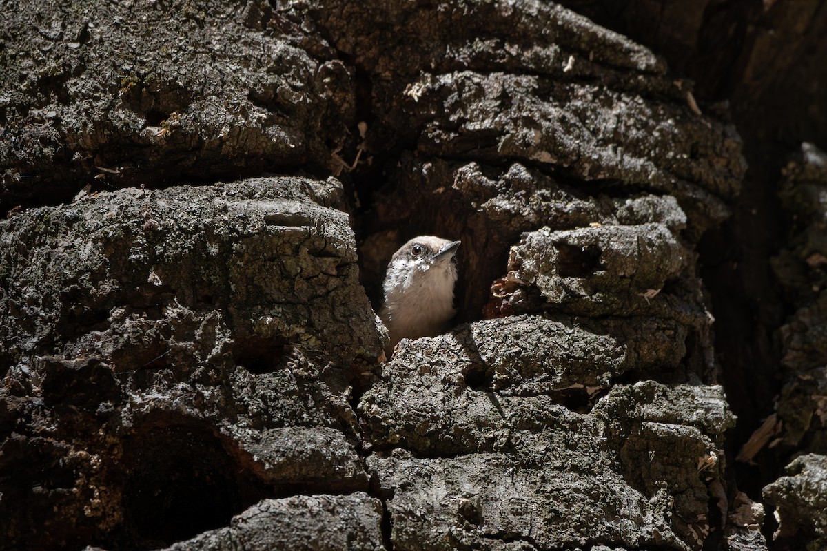 Pygmy Nuthatch - ML651741145