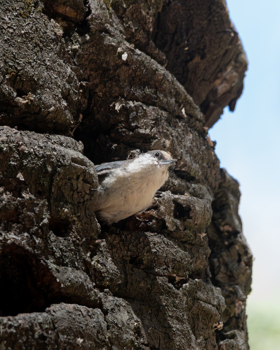 Pygmy Nuthatch - ML651741146