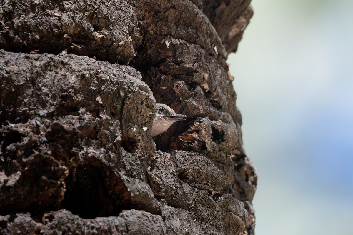 Pygmy Nuthatch - ML651741147