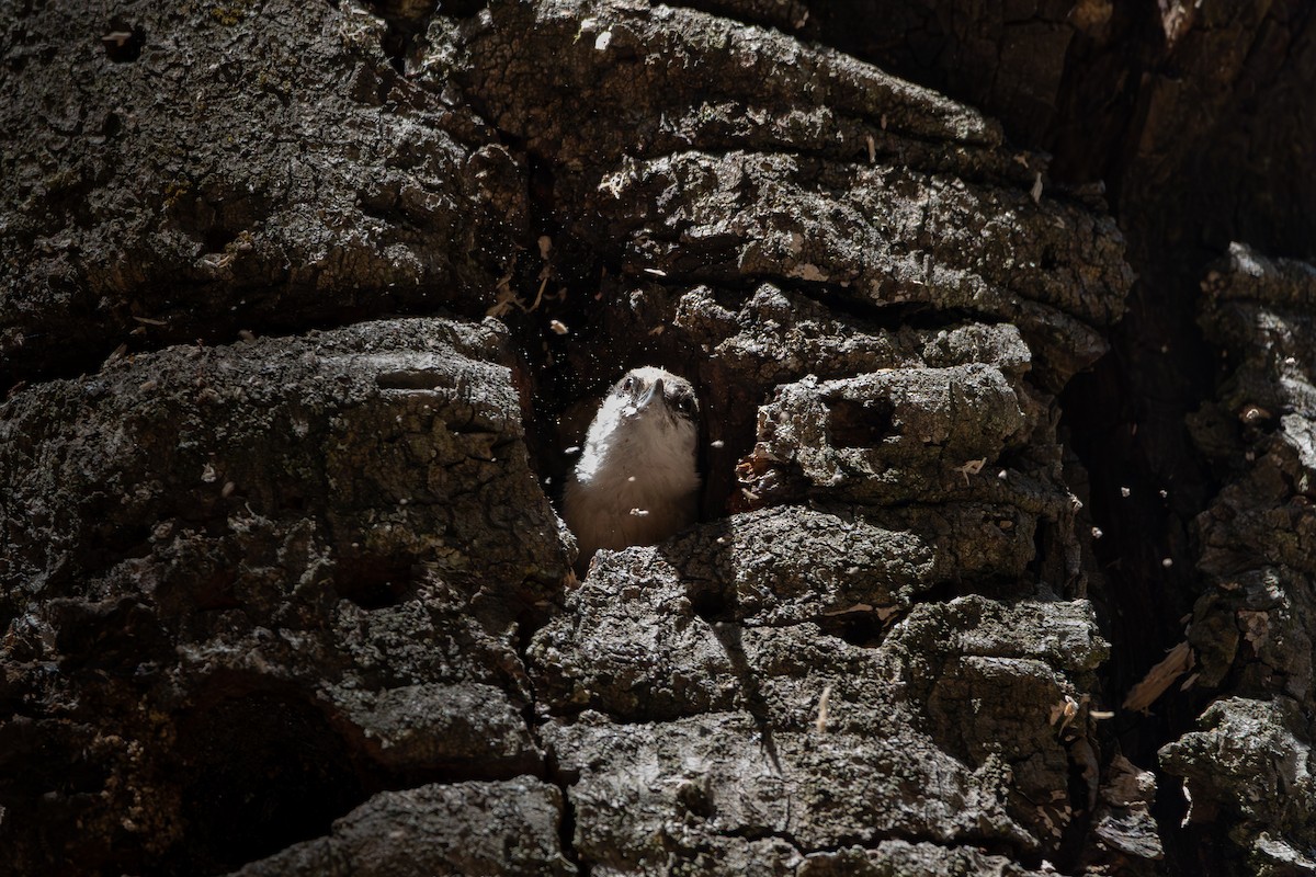 Pygmy Nuthatch - ML651741148