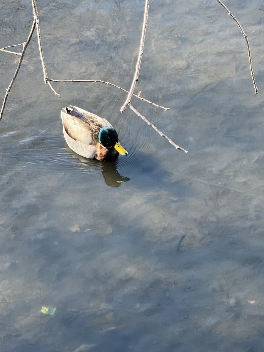 Mallard - ML651741251