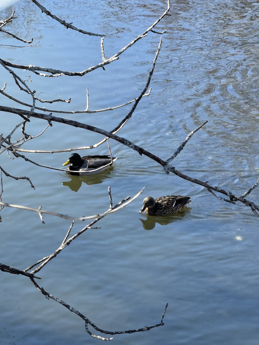 Mallard - ML651741252