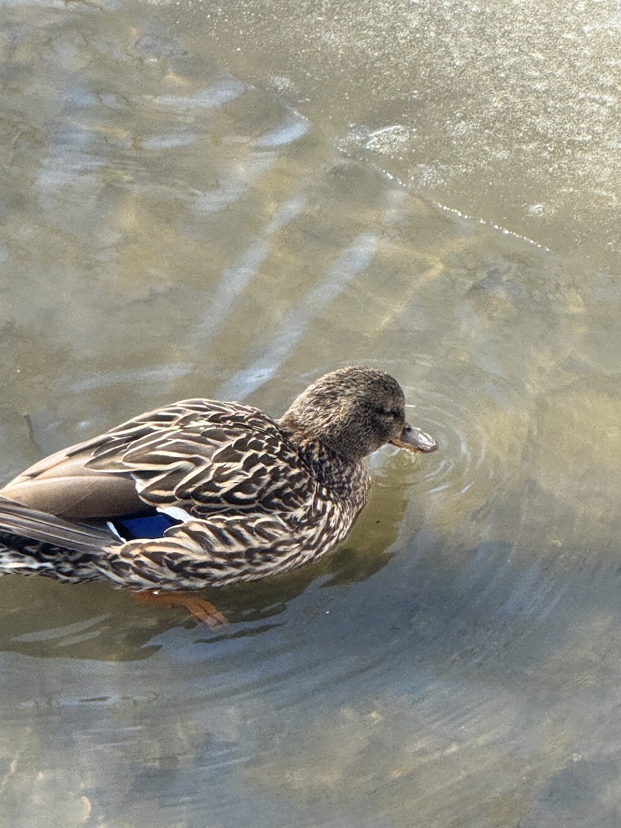 Mallard - ML651741253