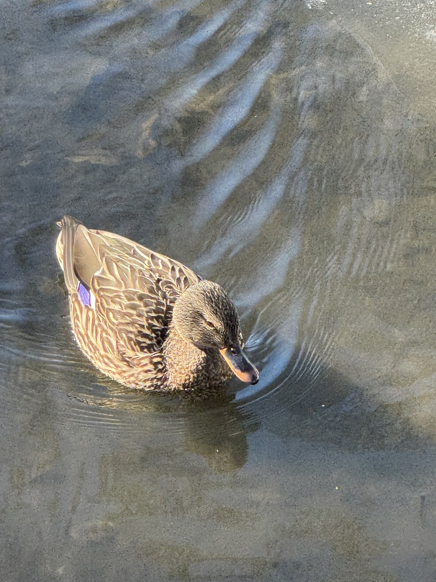 Mallard - ML651741254