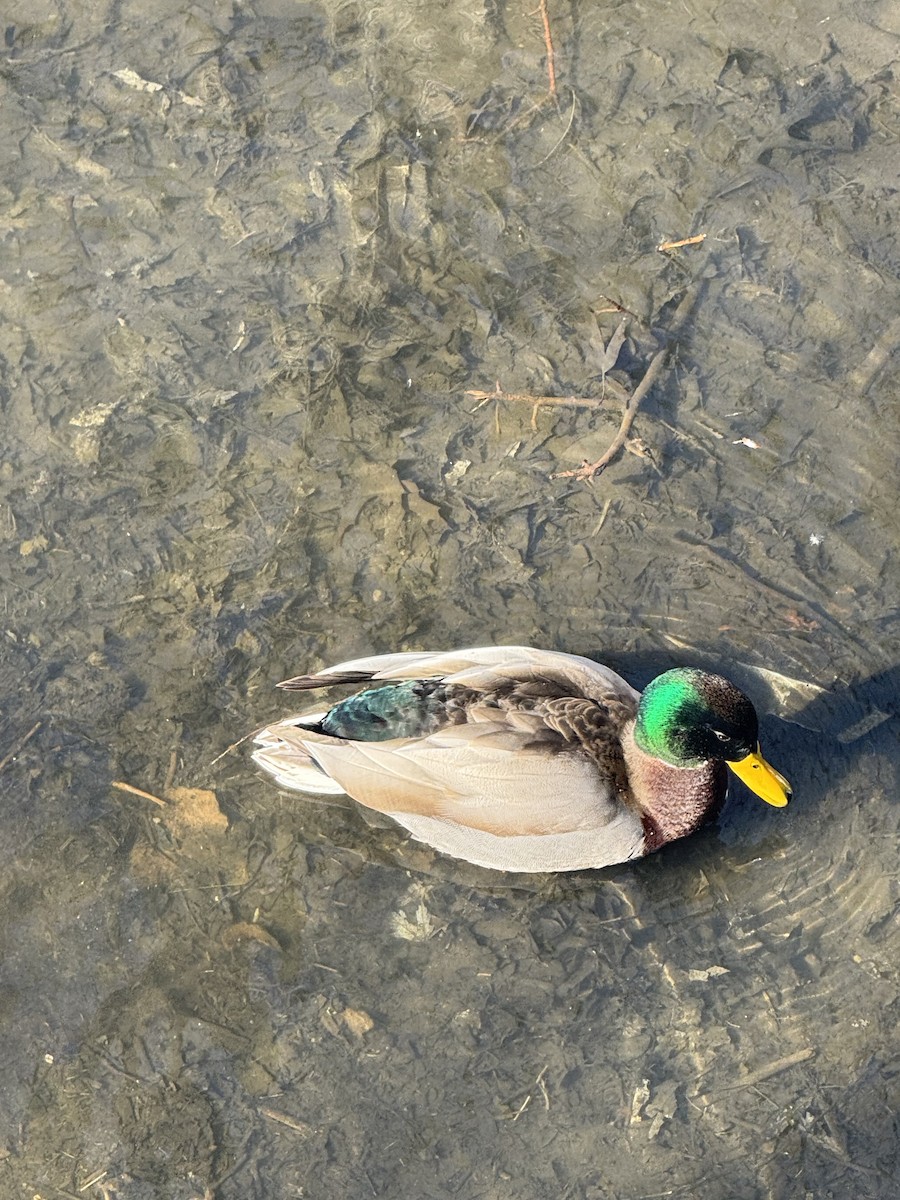 Mallard - ML651741255