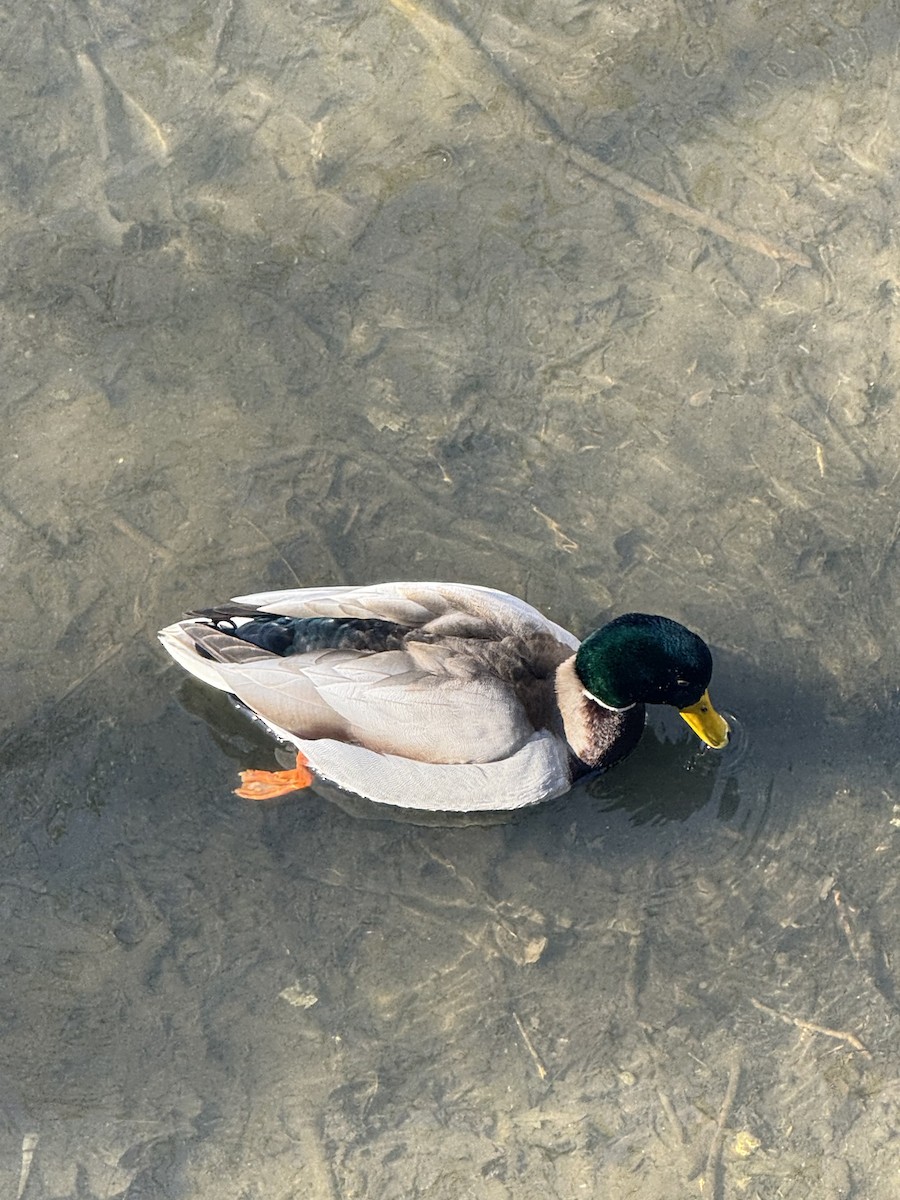 Mallard - ML651741256