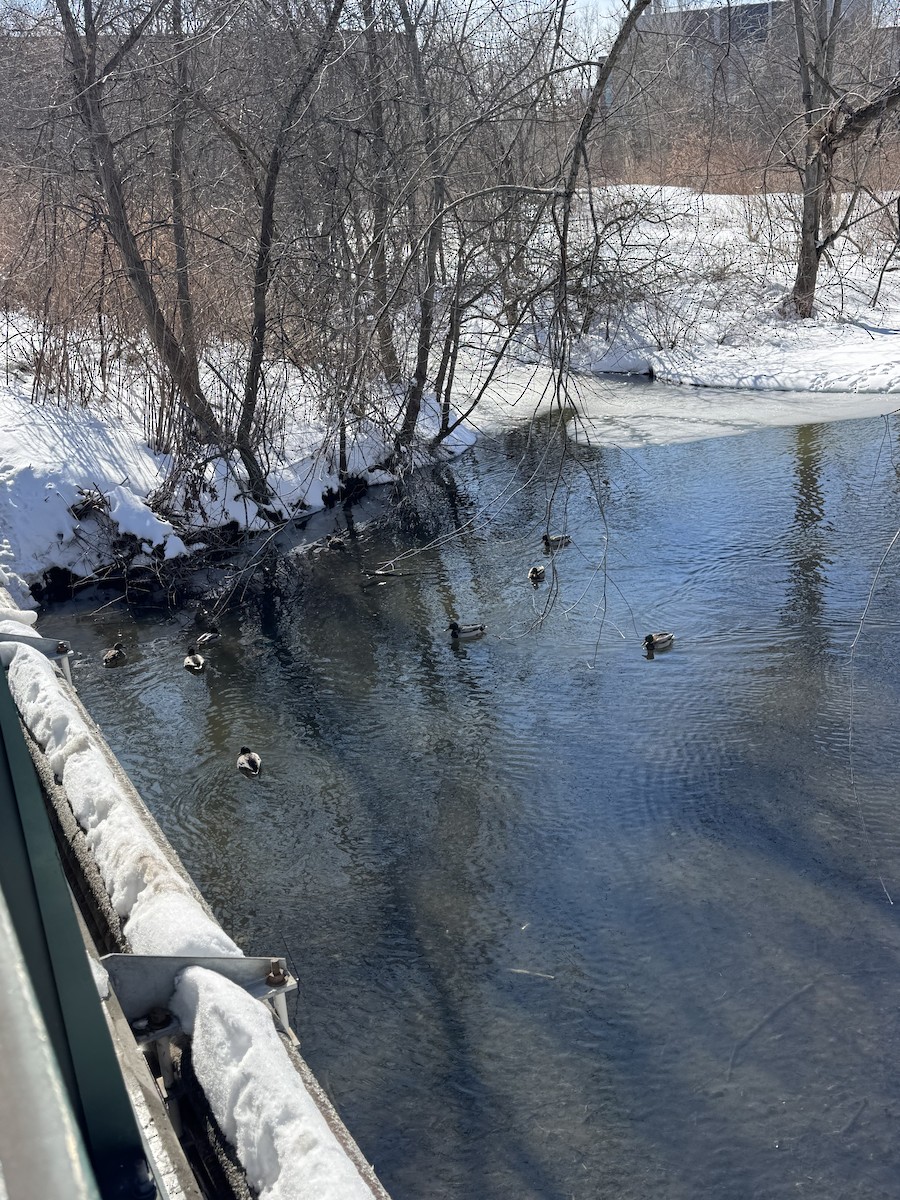 Mallard - ML651741257