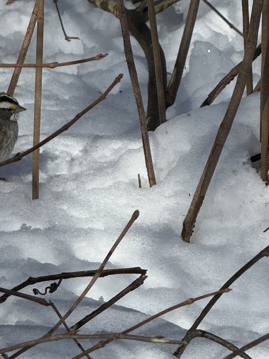White-throated Sparrow - ML651741271