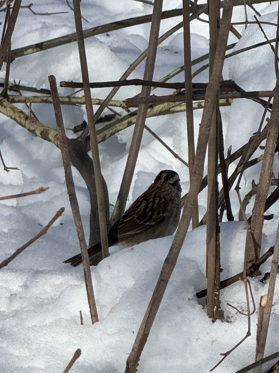 White-throated Sparrow - ML651741272