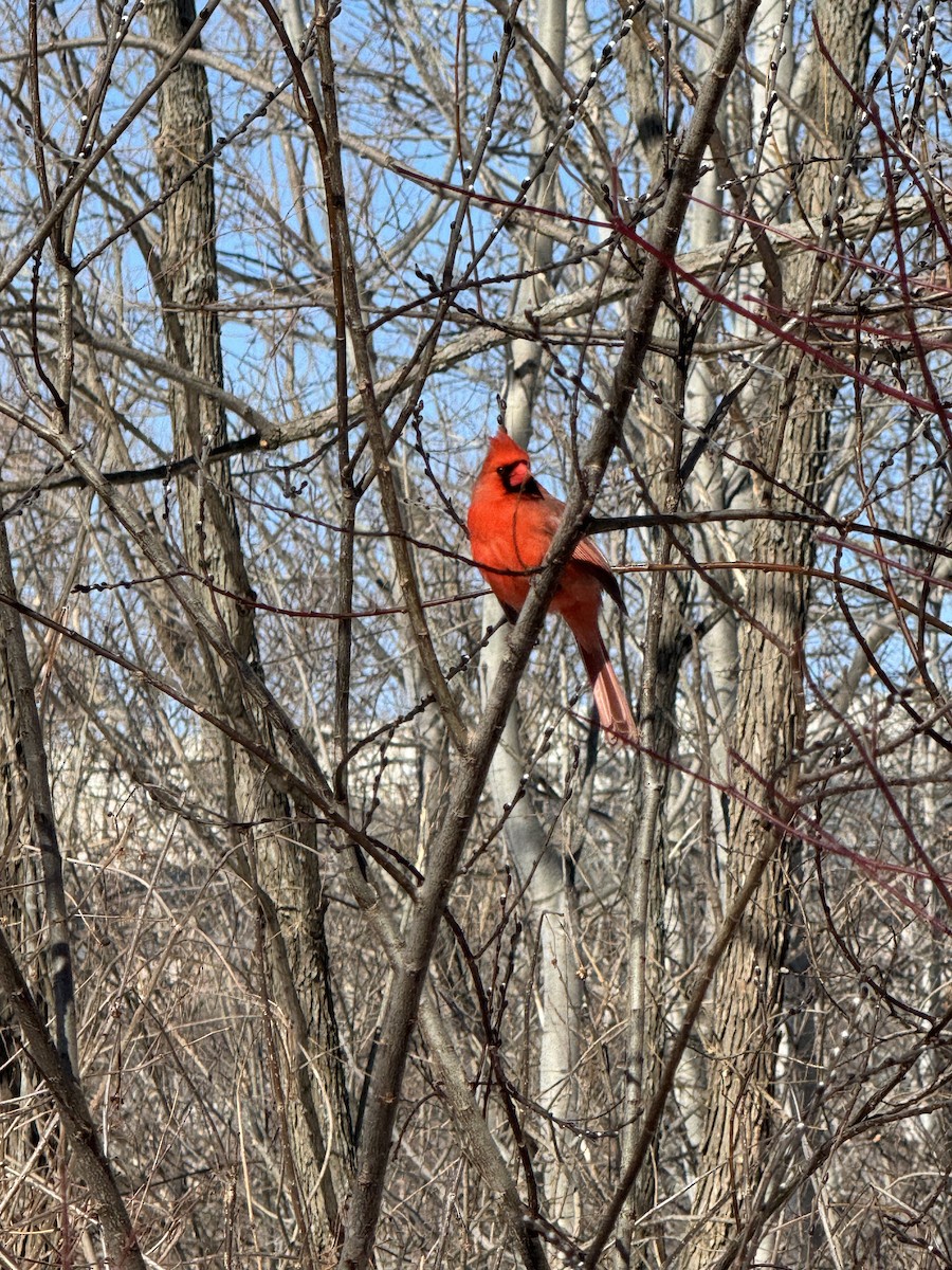 Northern Cardinal - ML651741276