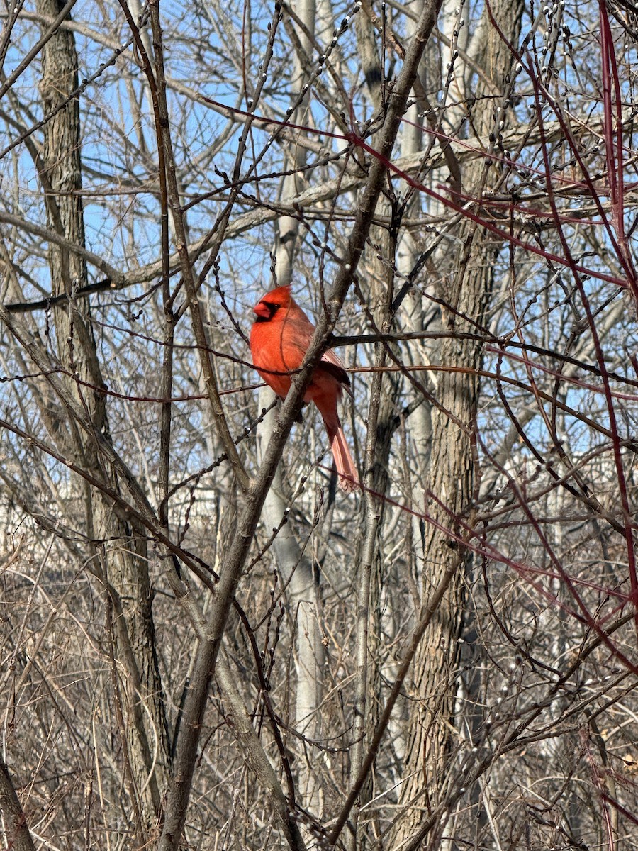 Northern Cardinal - ML651741277