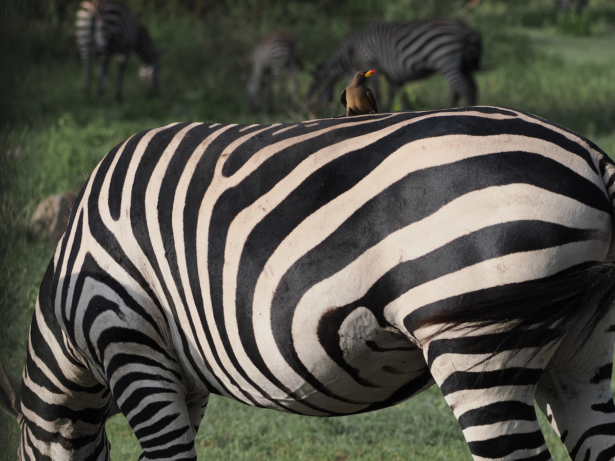 Ґедзеїд жовтодзьобий - ML651741421