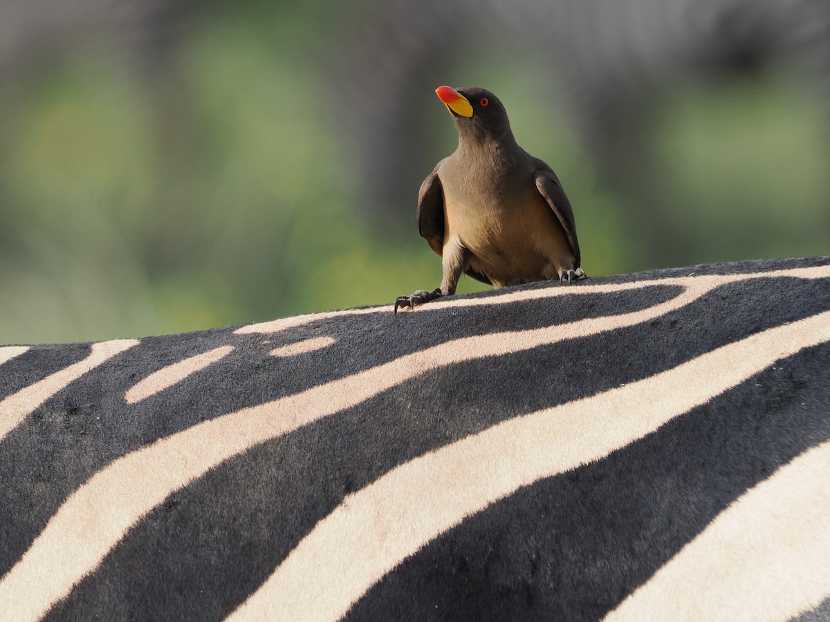 Ґедзеїд жовтодзьобий - ML651741422