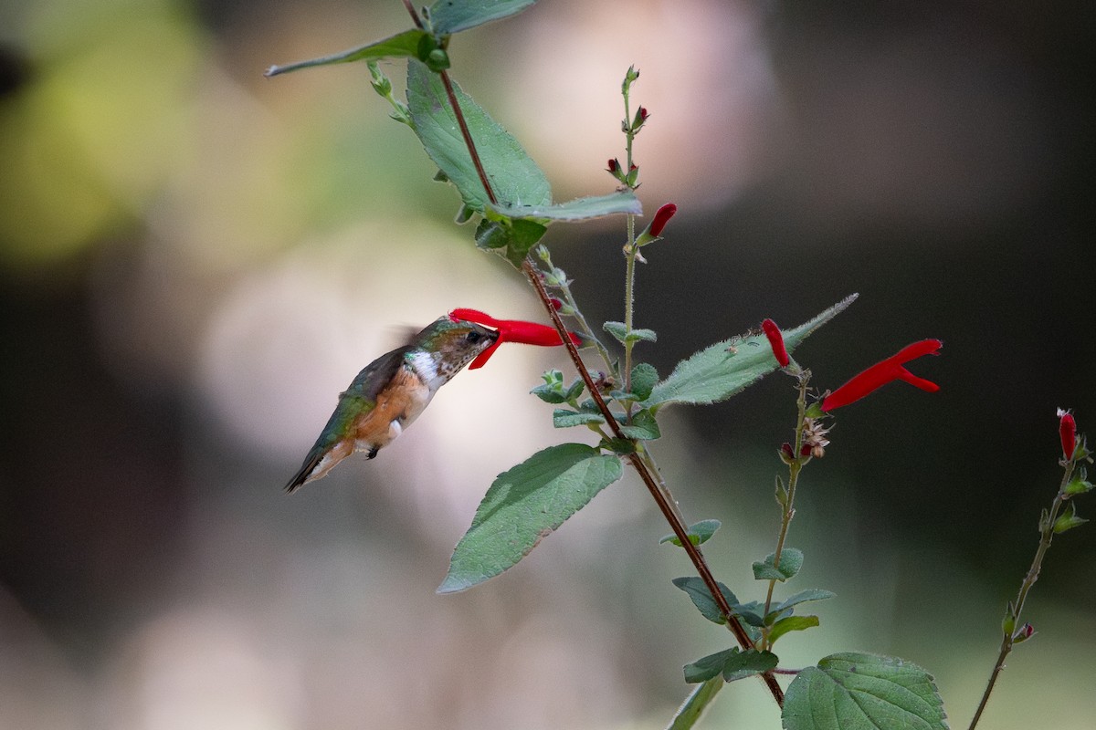 Bumblebee Hummingbird - ML651741455