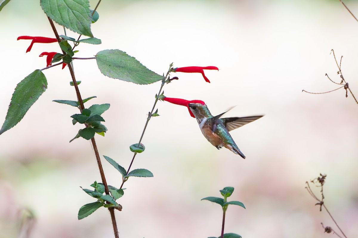 Bumblebee Hummingbird - ML651741456