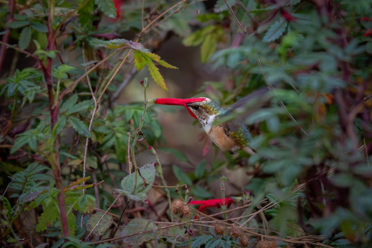 Bumblebee Hummingbird - ML651741483