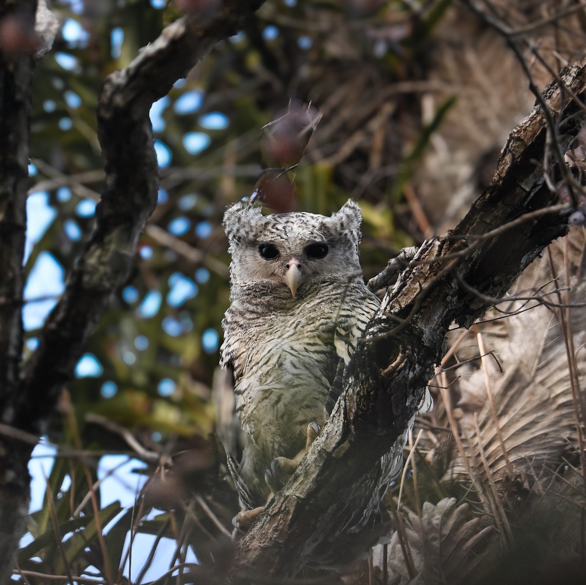 Spot-bellied Eagle-Owl - ML651741697