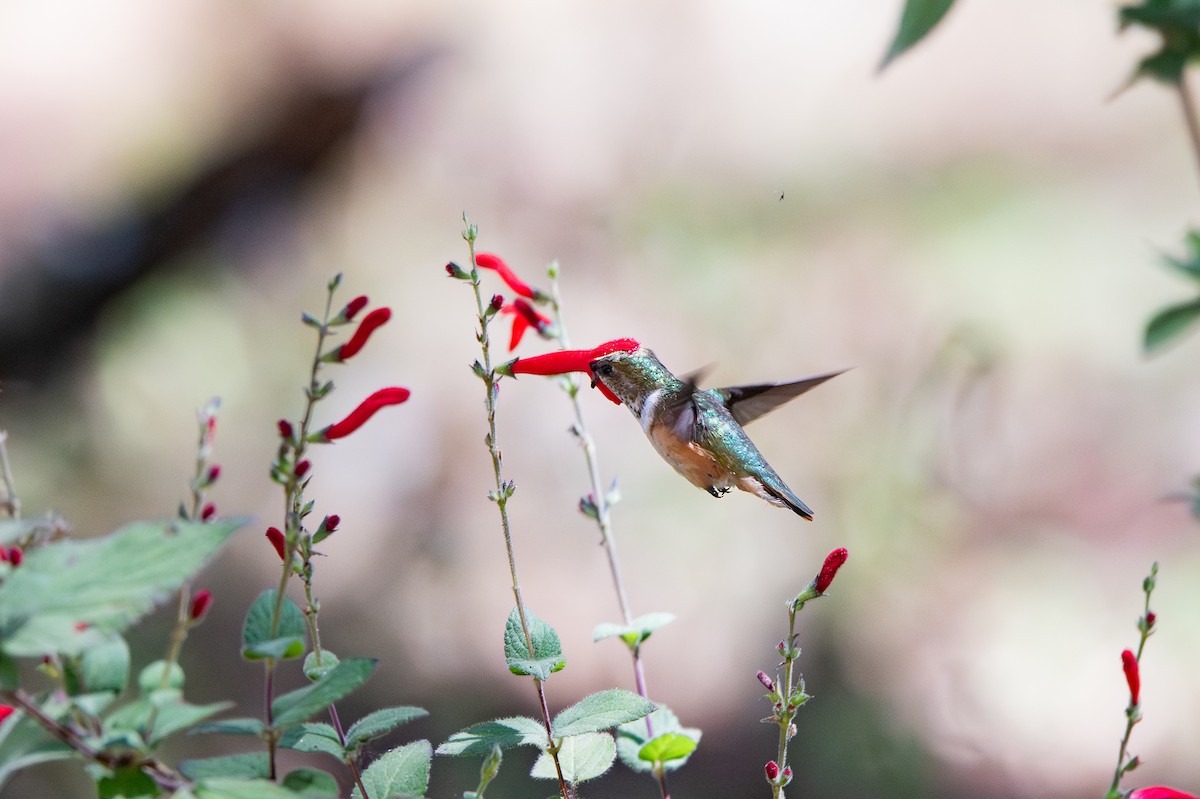 Bumblebee Hummingbird - ML651741793