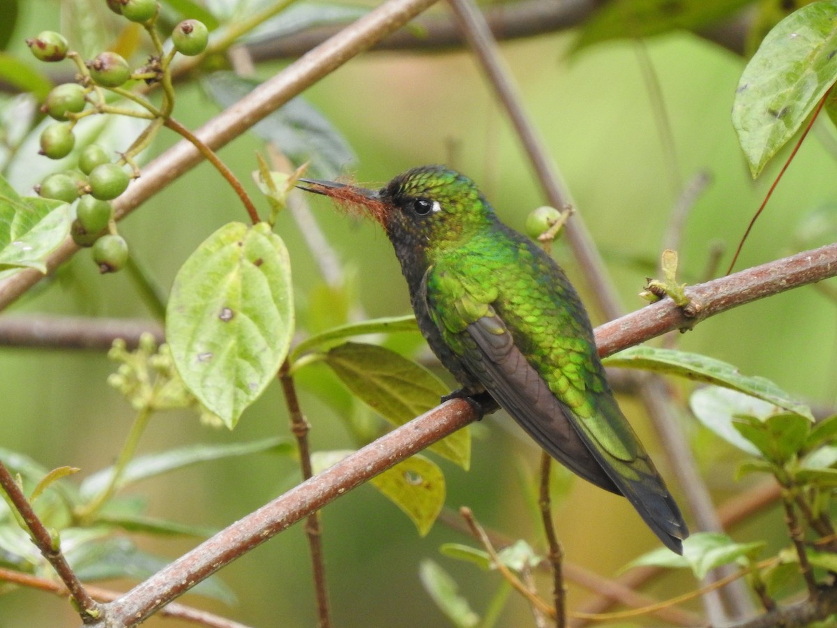 eBird Checklist - 26 Feb 2026 - Azuay, EC (-2,98, -78,746) - 21 species