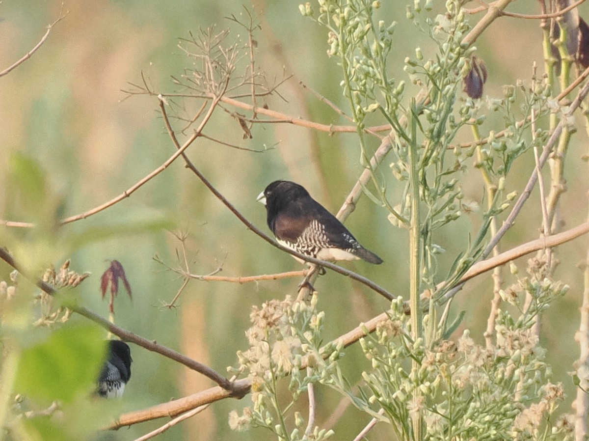 Black-and-white Mannikin - ML651742060