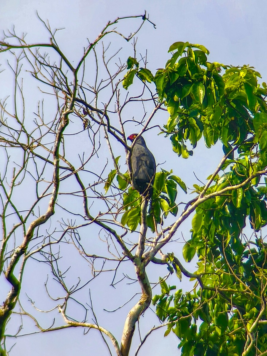 Slate-colored Hawk - ML651742096