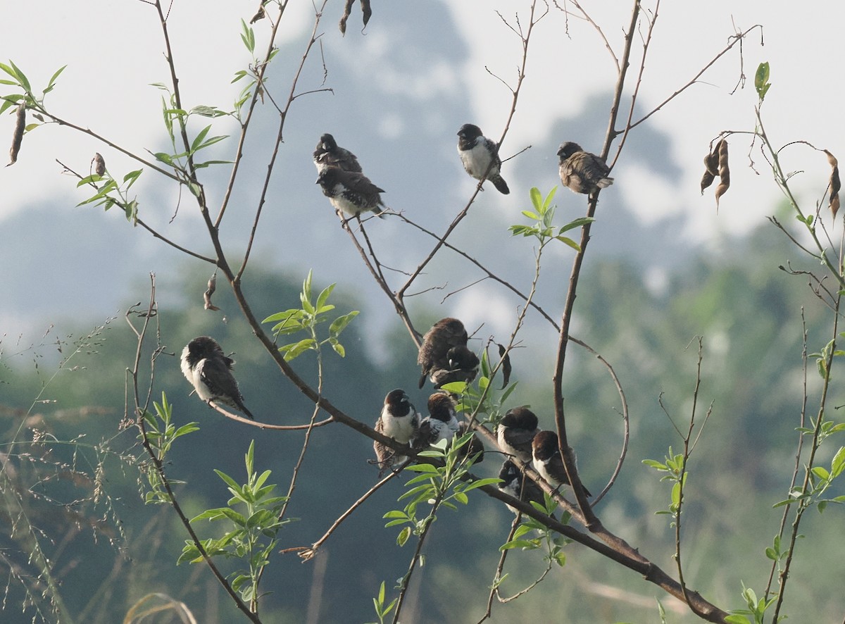 Black-and-white Mannikin - ML651742191