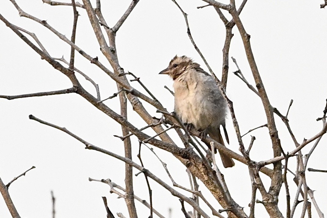 Moineau bridé - ML651742249