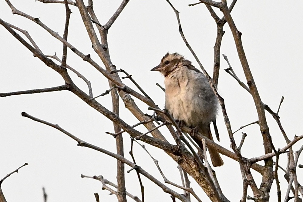 Moineau bridé - ML651742250