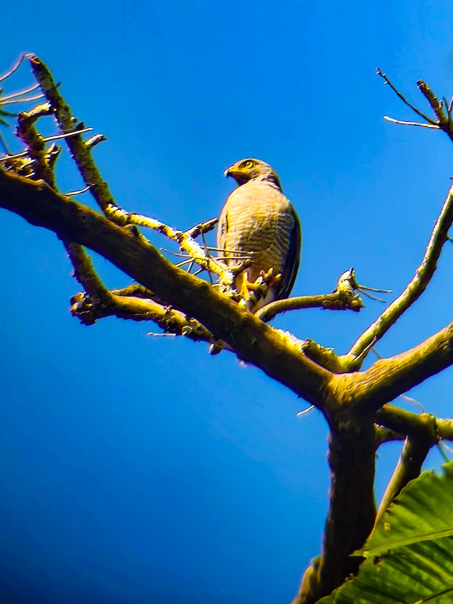 Roadside Hawk - ML651742255