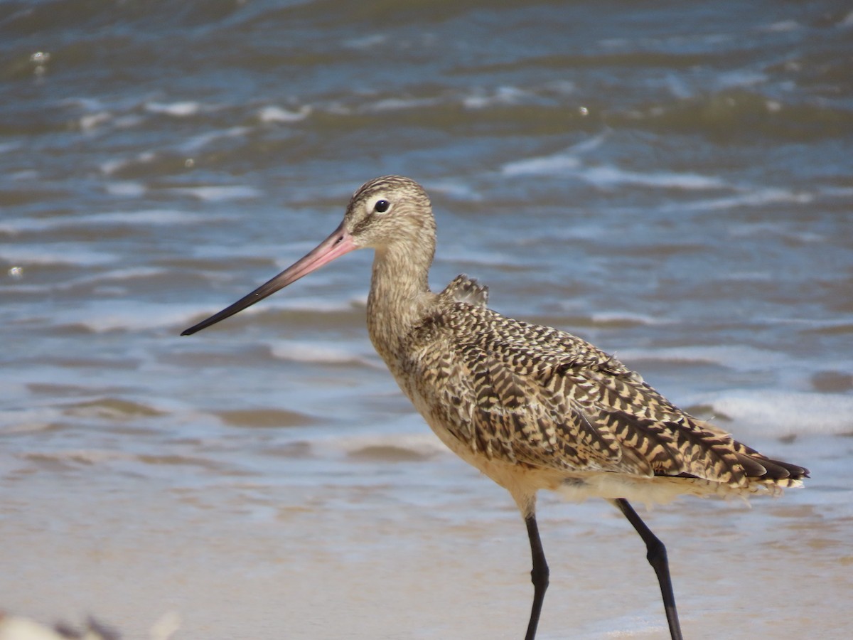 eBird Checklist - 26 Feb 2026 - Bald Point SP - 33 species