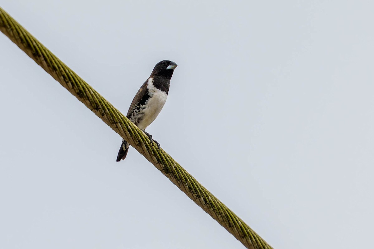 Black-and-white Mannikin - ML651742524