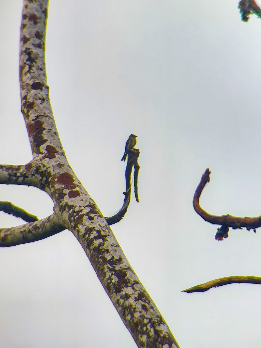 Eastern Wood-Pewee - ML651742723