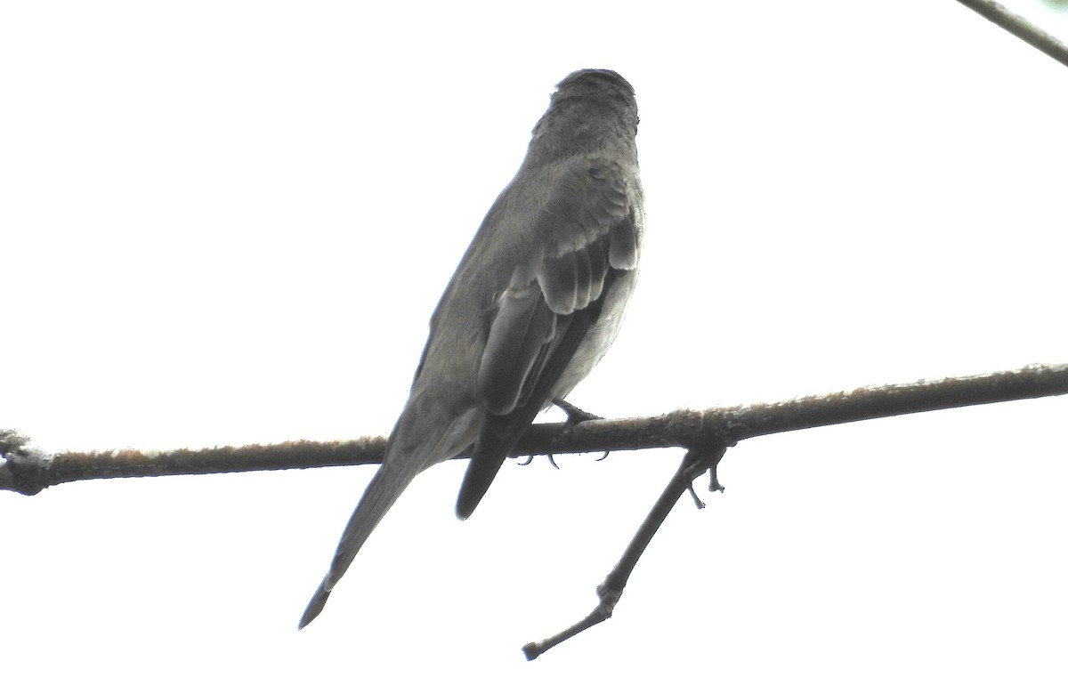 Doğulu Pivi - ML651742822