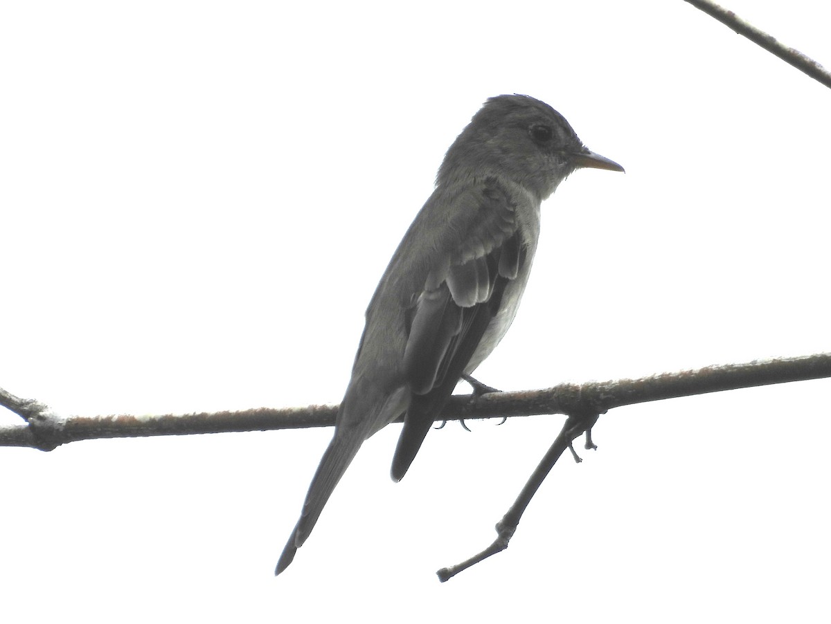 Doğulu Pivi - ML651742823