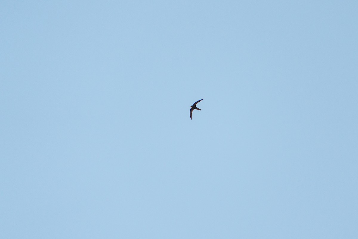 tårnseiler - ML651742868