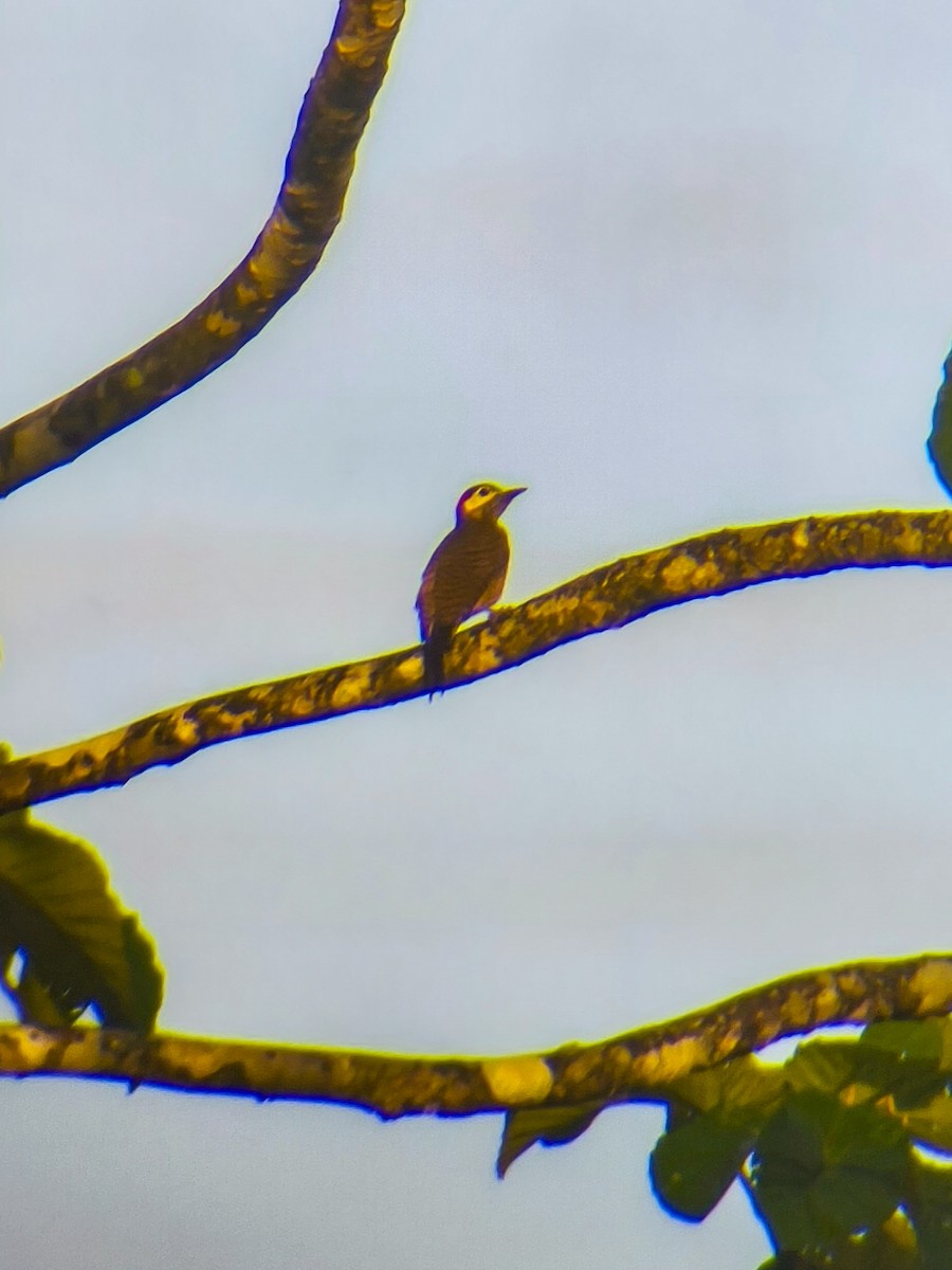 Spot-breasted Woodpecker - ML651742877