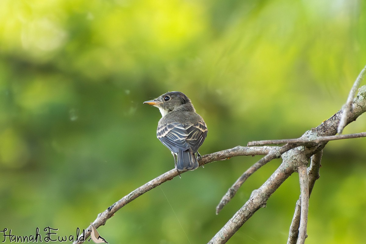 Doğulu Pivi - ML651742965