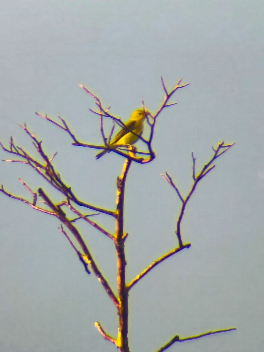 Scarlet Tanager - ML651742991