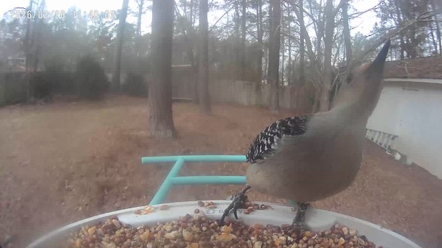 Red-bellied Woodpecker - ML651743242