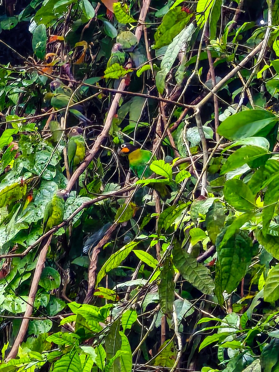 Orange-cheeked Parrot - ML651743523