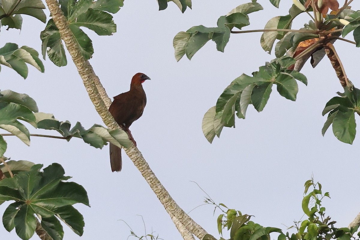 Chachalaca Guayanesa - ML651743525