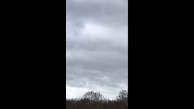 Bank Swallow - ML651744923