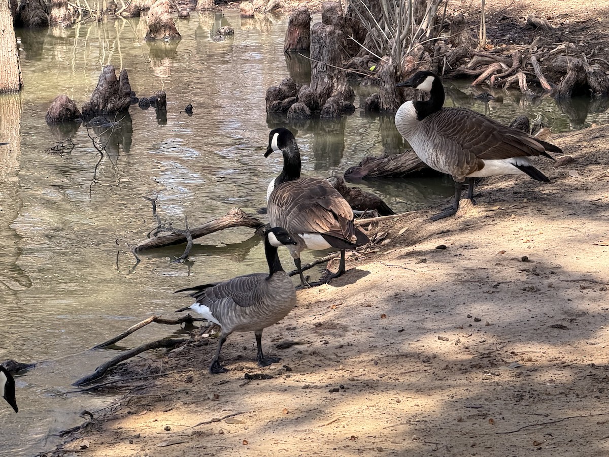 Cackling Goose - ML651745732