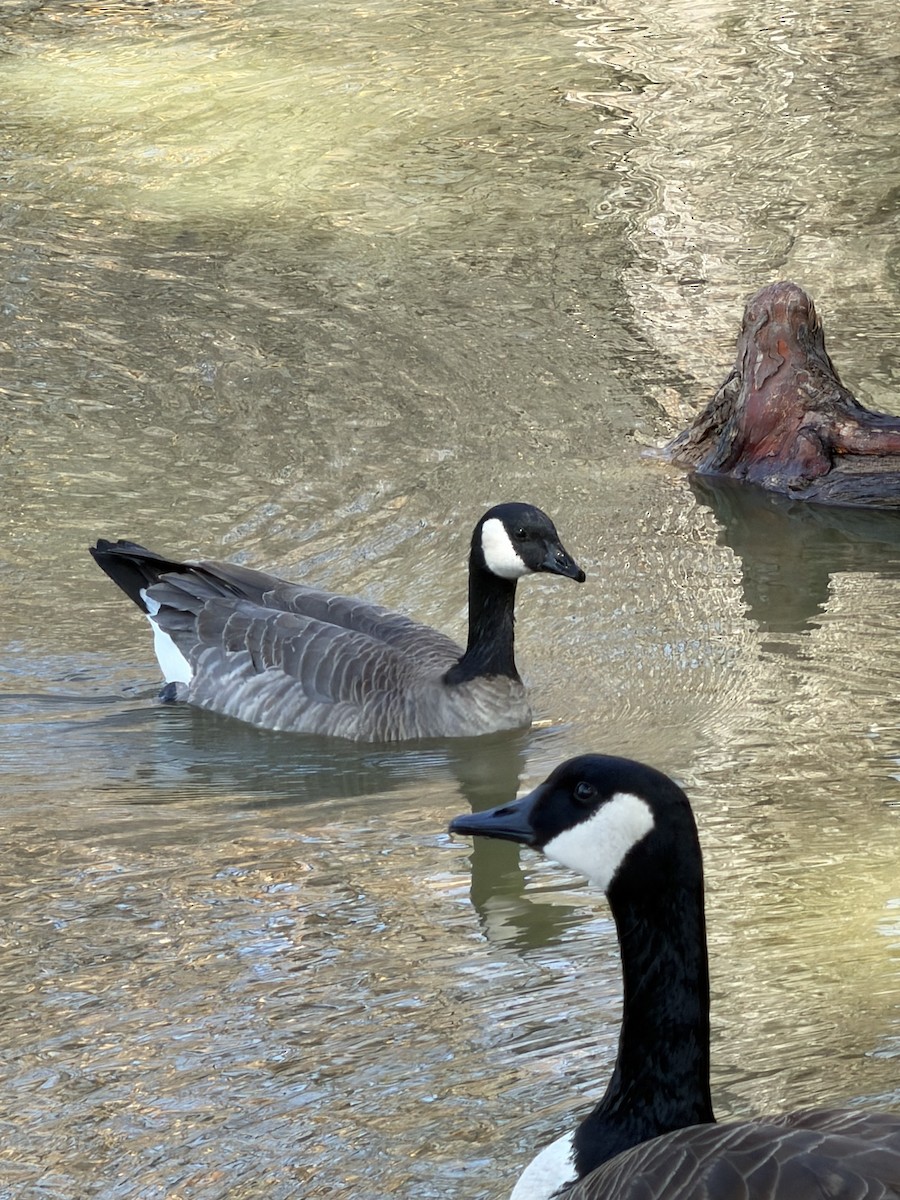 Cackling Goose - ML651745733