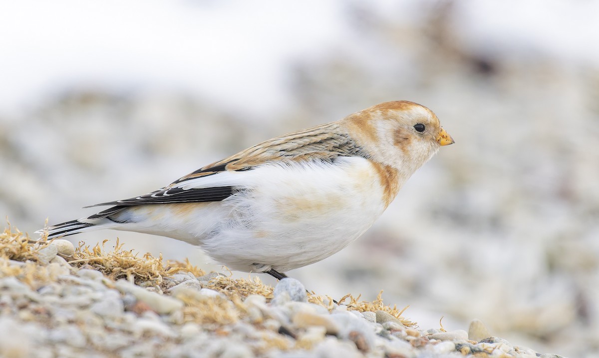 ユキホオジロ - ML651746459