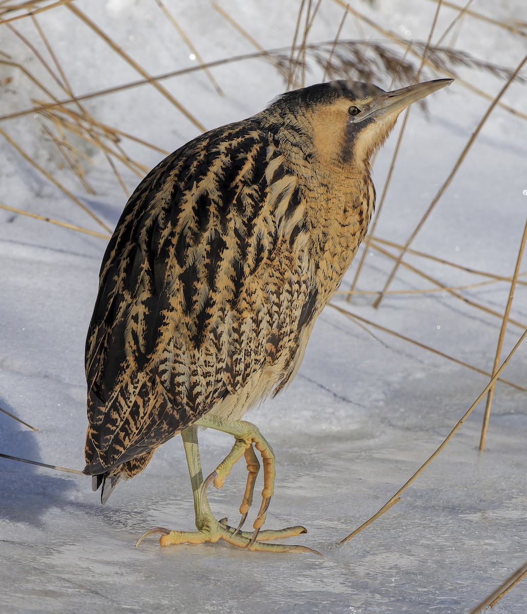 サンカノゴイ - ML651746575