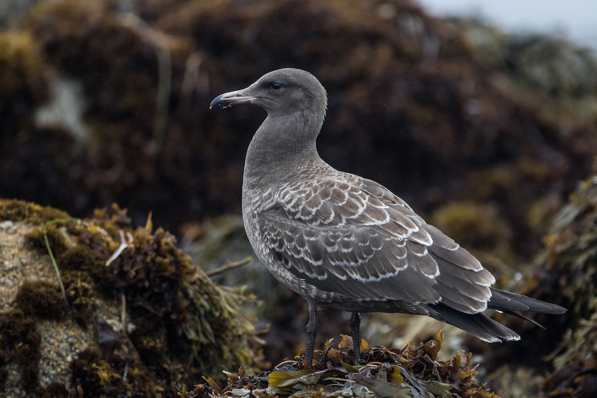 Heermann's Gull - Blake Matheson