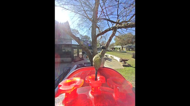 Ruby-throated/Black-chinned Hummingbird - ML651746867