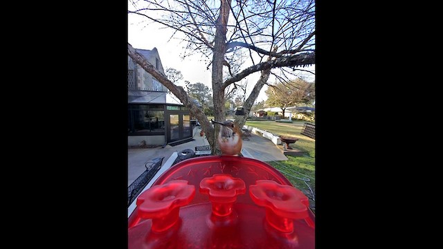 Rufous Hummingbird - ML651746881